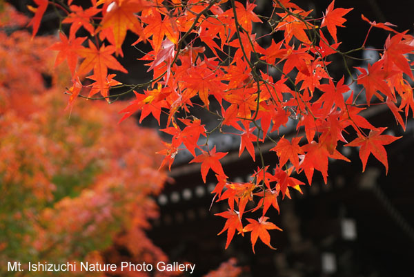 kyoto (054)